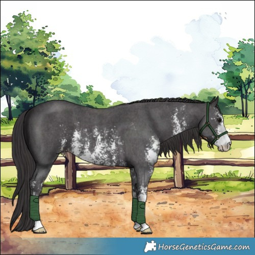Horse Color:Smoky Black Sabino 