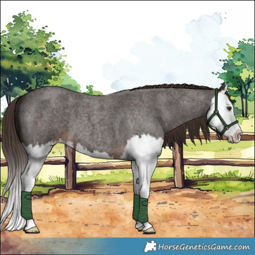 Horse Color:Liver Red Roan Splash 