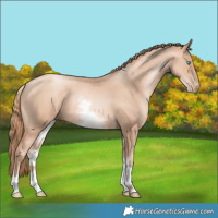 Horse Color:Gold Champagne Pearl Rabicano  and White Spotted Gold Champagne Pearl Rabicano 