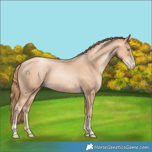 Horse Color:Gold Champagne Pearl Rabicano and Gold Champagne Pearl Rabicano