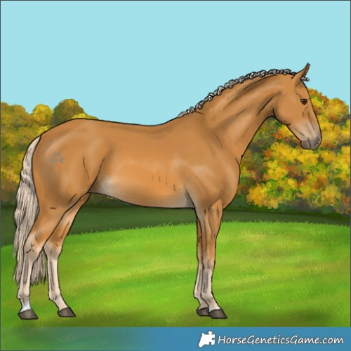 Horse Color:Palomino