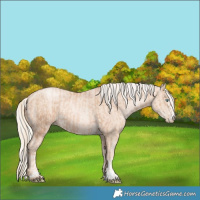 Horse Color:Gold Champagne Pearl Rabicano and Gold Cream Champagne Pearl Rabicano