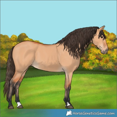 Horse Color:Bay Dun 