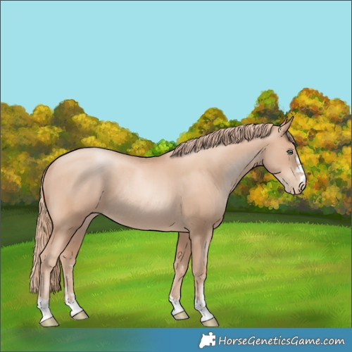 Horse Color:Gold Champagne Pearl Rabicano and Gold Champagne Pearl Rabicano
