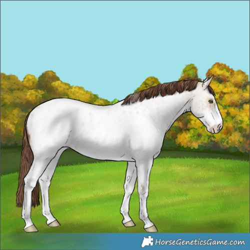 Horse Color:White Spotted Amber Champagne Roan Dun Appaloosa Rabicano 
