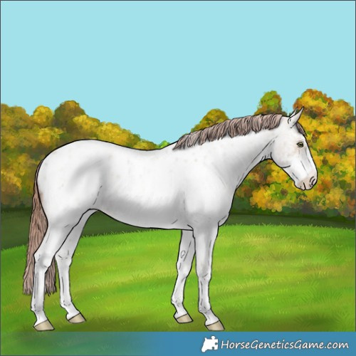 Horse Color:White Spotted Amber Champagne Roan Dun Near Leopard Rabicano