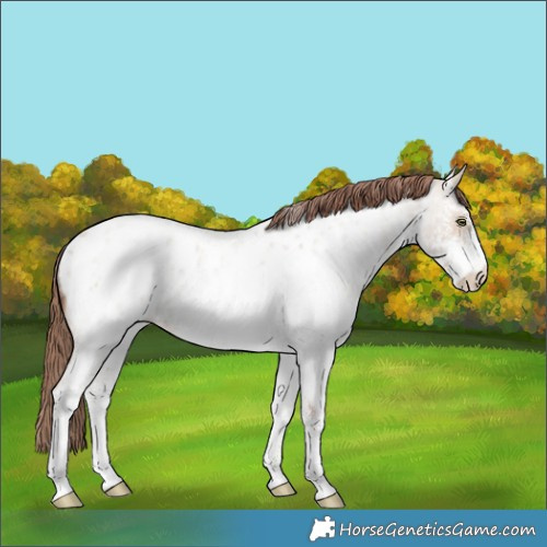 Horse Color:White Spotted Amber Champagne Roan Dun Appaloosa Rabicano 