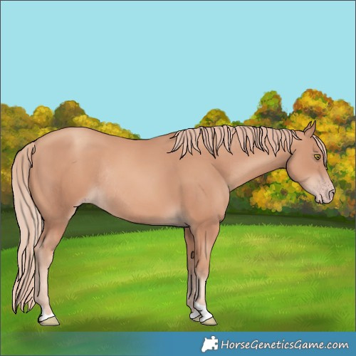 Horse Color:Gold Champagne Rabicano 