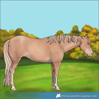 Horse Color:Gold Champagne Rabicano 