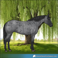 Horse Color:Blue Roan 