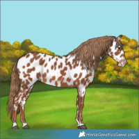 Horse Color:Chestnut Appaloosa 