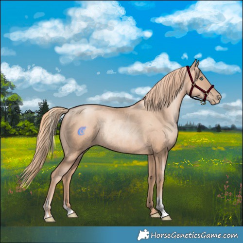 Horse Color:Gold Champagne Pearl Rabicano  and Gold Champagne Pearl Rabicano 