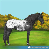 Horse Color:Black Appaloosa 
