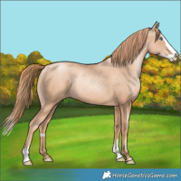 Horse Color:Gold Champagne Pearl Rabicano and Gold Champagne Pearl Splash Rabicano
