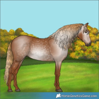Horse Color:Gray Chestnut 