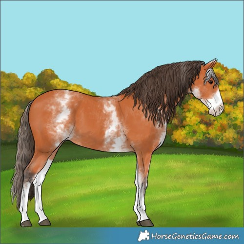 Horse Color:White Spotted Bay