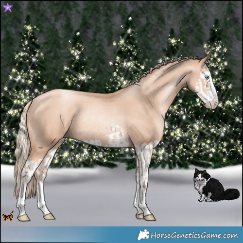 Horse Color:Gold Champagne Pearl Rabicano and Gold Champagne Pearl Splash Rabicano