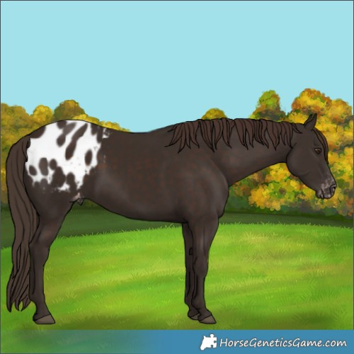 Horse Color:Liver Chestnut Appaloosa 