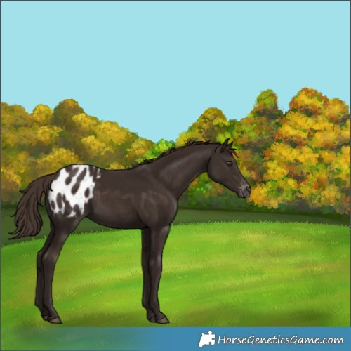 Horse Color:Liver Chestnut Appaloosa
