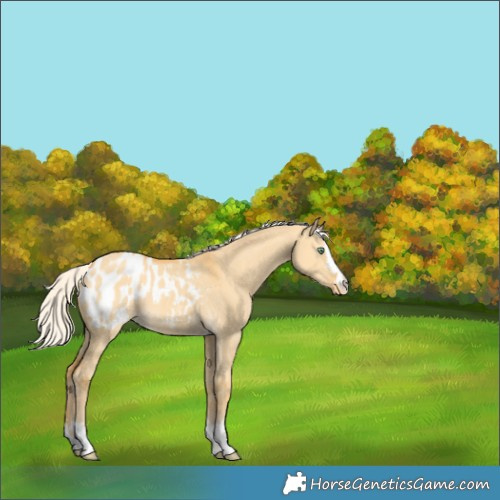 Horse Color:Silver Amber Cream Champagne Dun Appaloosa