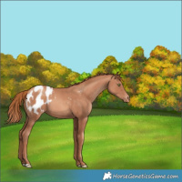 Horse Color:Gold Champagne Blanket Rabicano 