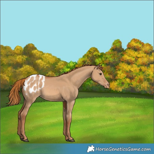 Horse Color:Red Dun Appaloosa