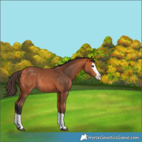 Horse Color:Bay Splash Rabicano