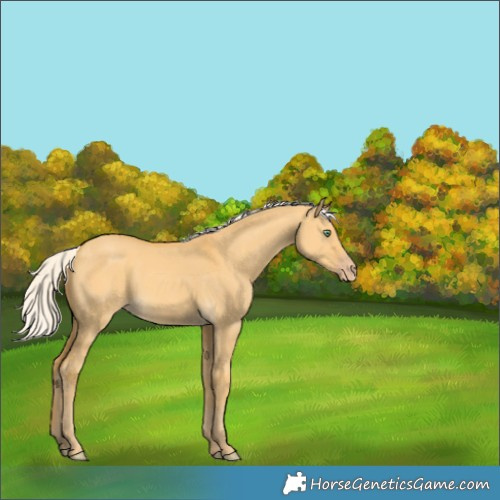 Horse Color:Silver Amber Cream Champagne Dun