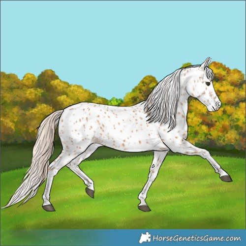 Horse Color:Chestnut Appaloosa