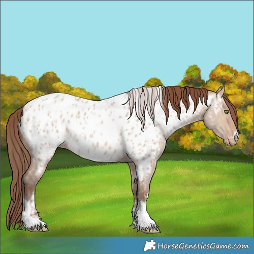 Horse Color:Amber Champagne Dun Sabino Tobiano Appaloosa  and Amber Champagne Dun Sabino Tobiano Appaloosa 