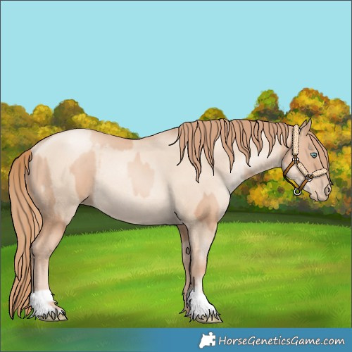 Horse Color:Gold Champagne Pearl Rabicano  and Gold Champagne Pearl Dun Rabicano 