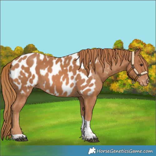Horse Color:Chestnut Tobiano Appaloosa 