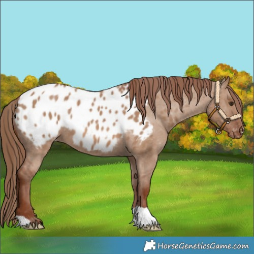 Horse Color:Red Dun Blanket 