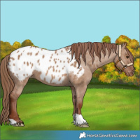 Horse Color:Red Dun Blanket 