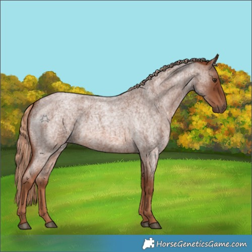 Horse Color:Red Roan