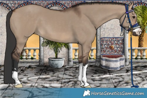 Horse Color:Brown Dun 