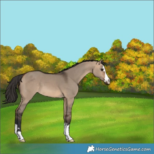 Horse Color:Brown Dun