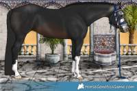 Horse Color:Gray Brown 