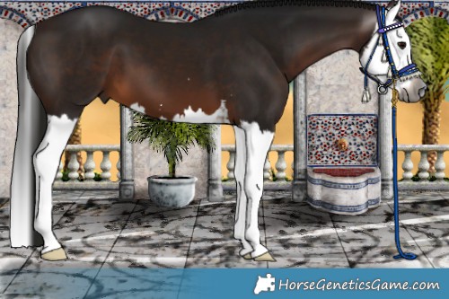 Horse Color:Gray Bay Splash