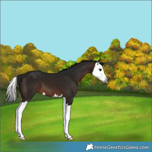 Horse Color:Gray Bay Splash 