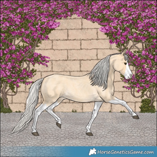 Horse Color:Silver Buckskin Roan Splash 