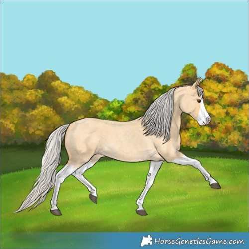 Horse Color:Silver Buckskin Roan Splash 