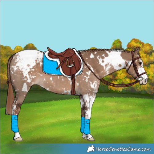 Horse Color:White Spotted Liver Red Dun Sabino Appaloosa 