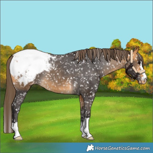 Horse Color:Buckskin Appaloosa 