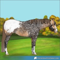 Horse Color:Buckskin Snowcap