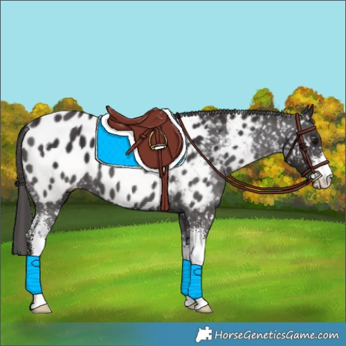 Horse Color:Smoky Black Sabino Appaloosa 