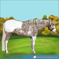 Horse Color:Chocolate Palomino Sabino Snowflake Varnish