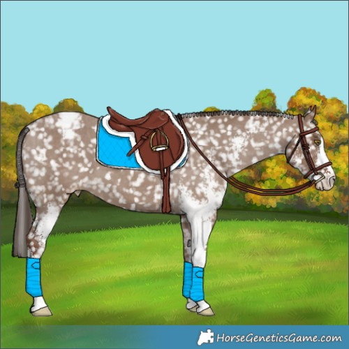 Horse Color:Liver Red Dun Sabino Snowflake Varnish