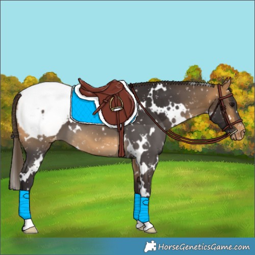 Horse Color:White Spotted Buckskin Appaloosa 