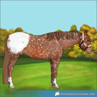Horse Color:Chestnut Appaloosa